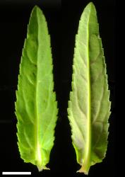 Veronica americana. Leaf surfaces, adaxial (left) and abaxial (right). Scale = 1 mm.
 Image: P.J. Garnock-Jones © P.J. Garnock-Jones CC-BY-NC 3.0 NZ